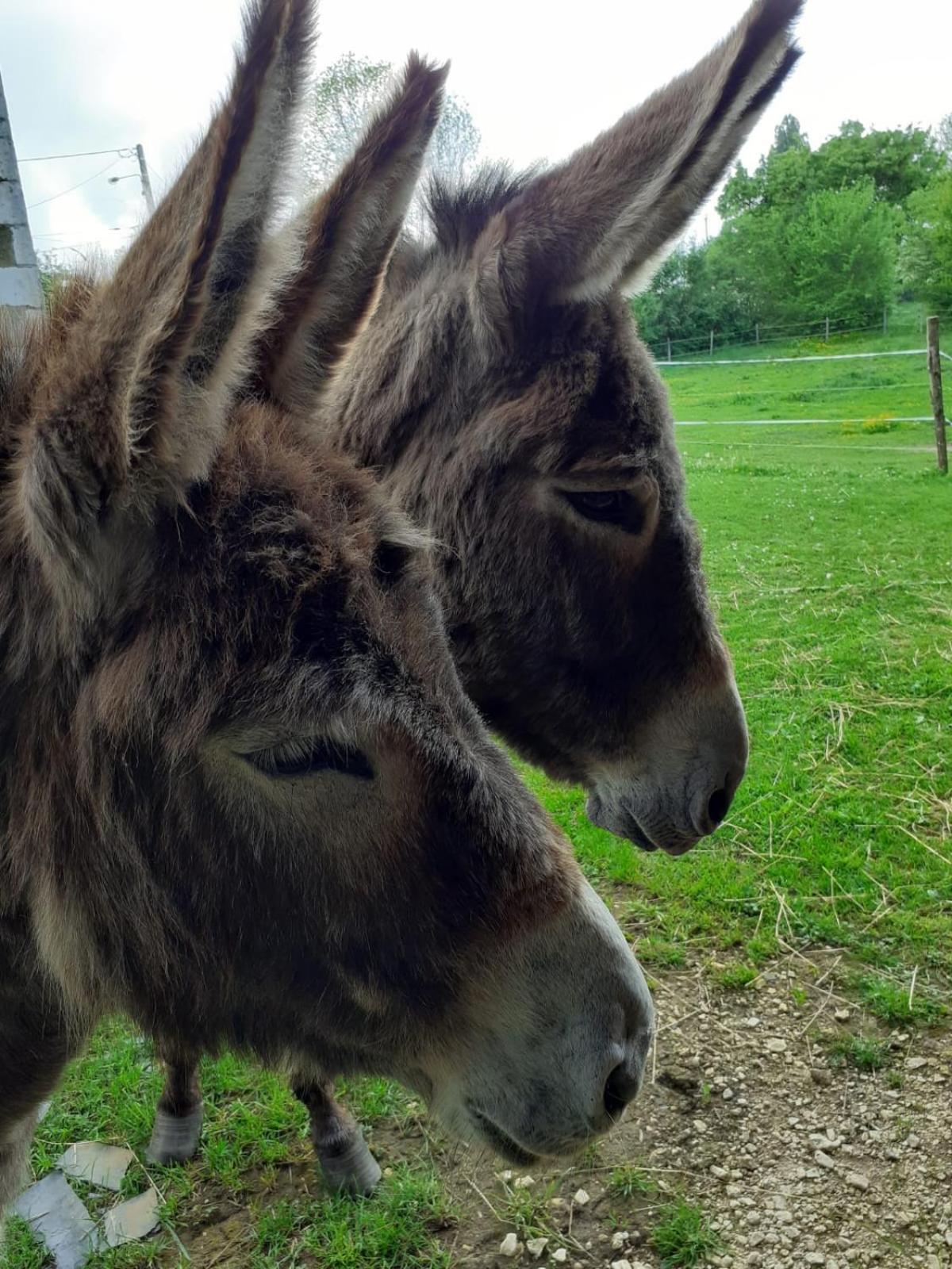 Gite Aux Anes Avec Spa Menetou-Ratel Luaran gambar