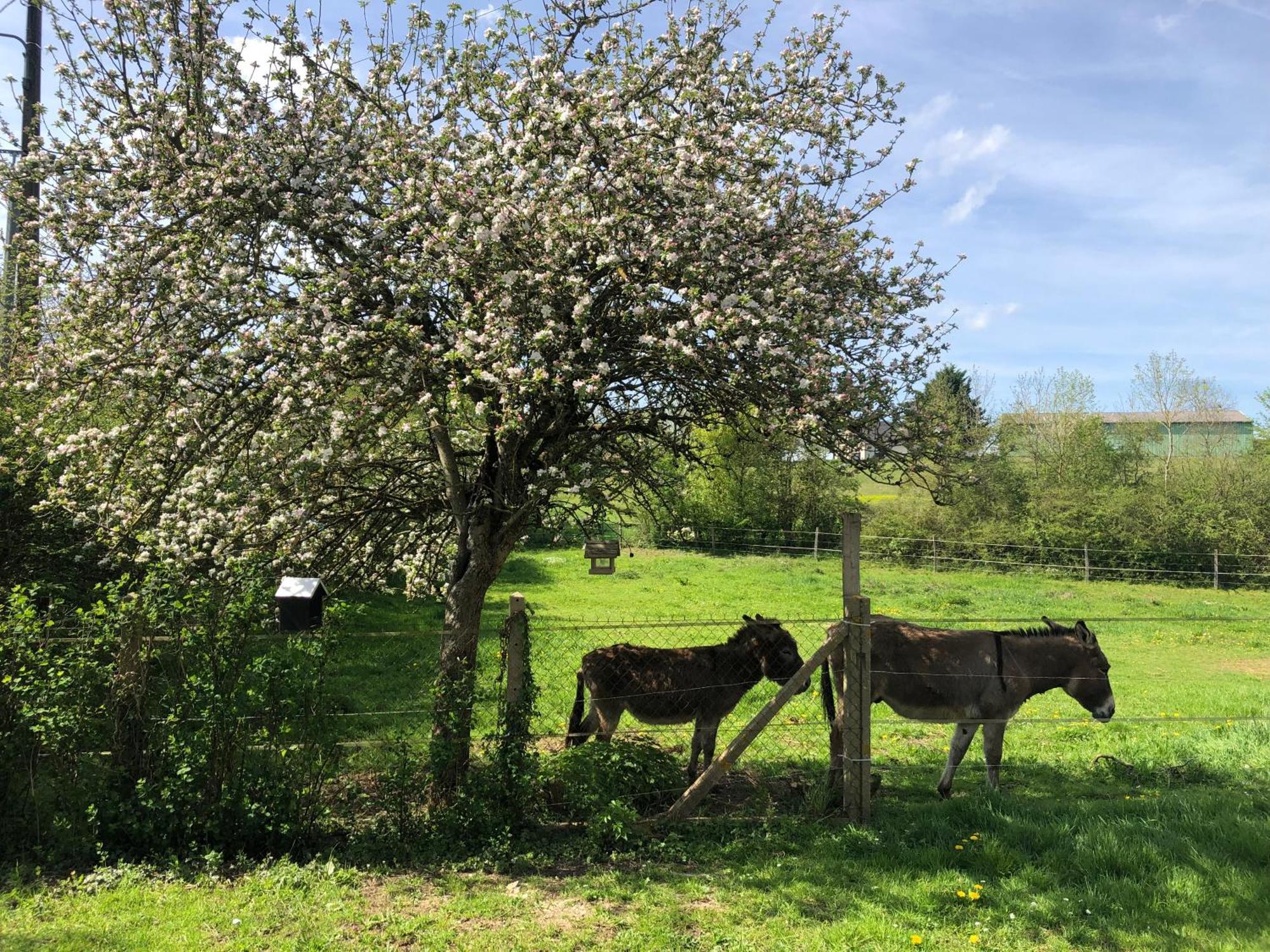 Gite Aux Anes Avec Spa Menetou-Ratel Luaran gambar